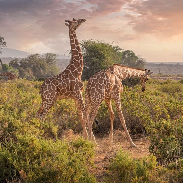 Kenia clásica y Zanzibar